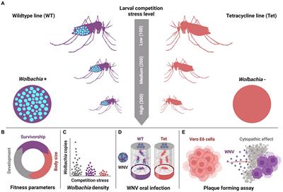 Native Wolbachia infection and larval competition stress shape fitness and West Nile virus infection in Culex quinquefasciatus mosquitoes